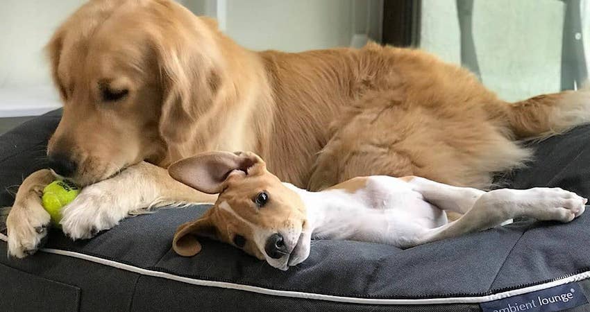 Golden retriever bed top
